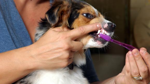 Миене на зъбите на кучето - Стр.1 - DogsAndCats.bg