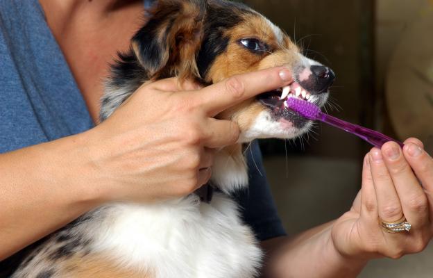 миене на зъби на куче