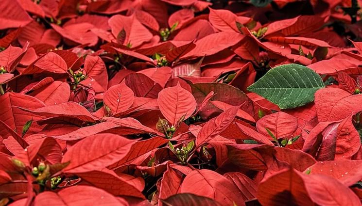 Агро - Агро Телеграф: До 21°C идеални за коледната звезда