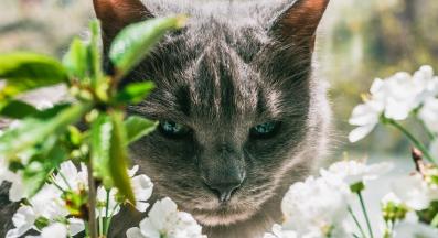 котка в природата