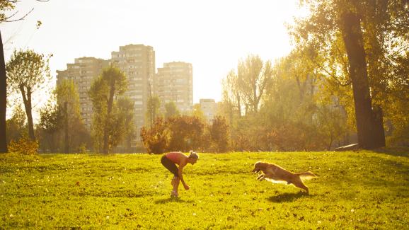 куче на поляна