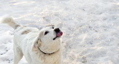 куче в снега