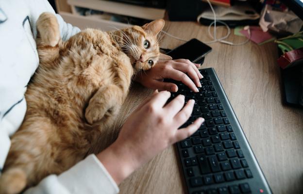 котка и човек на компютър