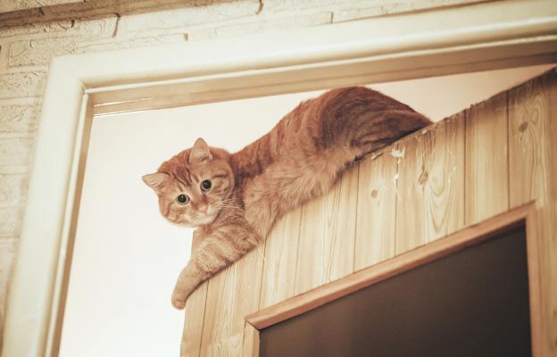 котка върху врата
