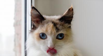 котка с изплезен език