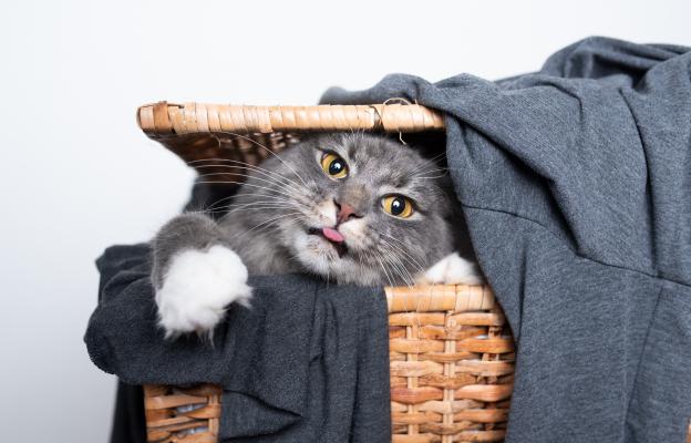 котка в пране с изплезен език