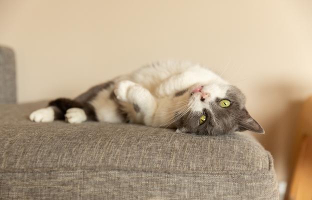 котка на диван