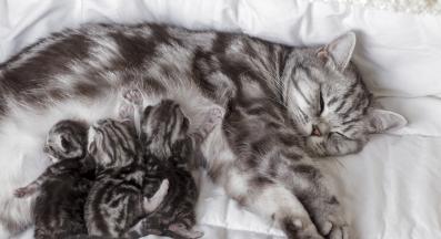 котка и бебета