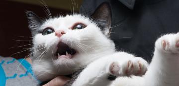 10 неща, които правите, а котката ви мрази - част 2