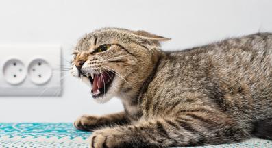 агресивна котка