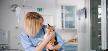 Как да избера ветеринарен лекар за котката ми