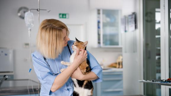 котка и ветеринар