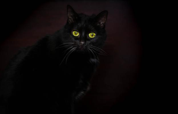 черна котка в тъмното