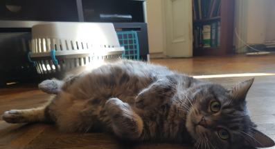 котка на пода