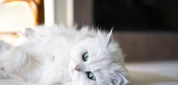 Глухи ли са белите котки със сини очи?
