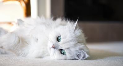 Здраве и хранене на котката - Стр.1 - DogsAndCats.bg
