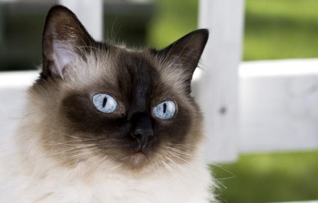 хималайска котка със сини очи