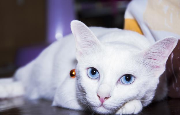 бяла котка със сини очи
