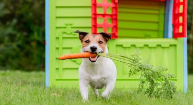 куче с морков