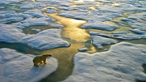 Според публикувано изследване Арктика се е затоплила почти четири пъти
