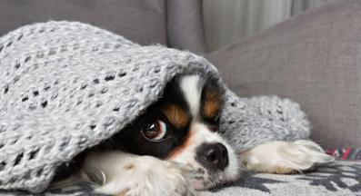 куче под одеало