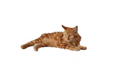 американски бобтейл на бял фон