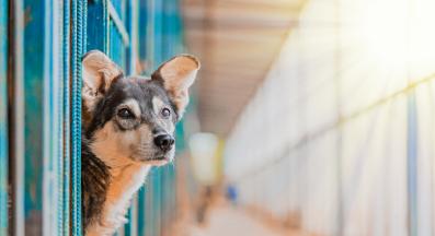 куче от приют