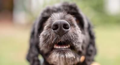 кучешки нос