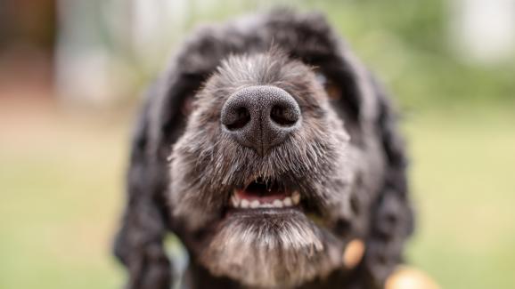 кучешки нос