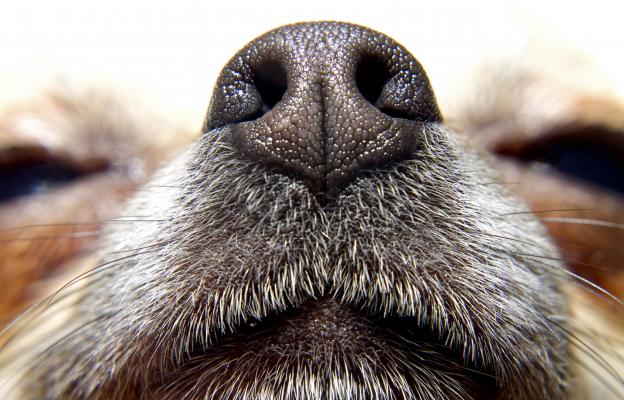 кучешки нос