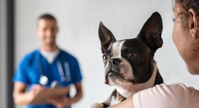 куче във ветеринарен кабинет