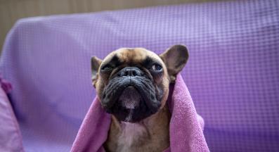 френски булдог