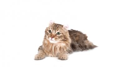 Породи котки - Котки - DogsAndCats.bg