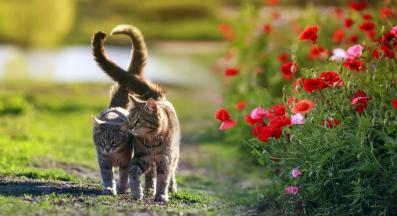 две котета навън