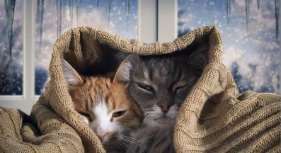 котки под одеяло