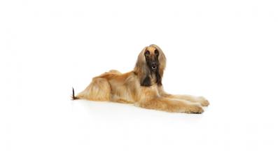 aфганска хрътка