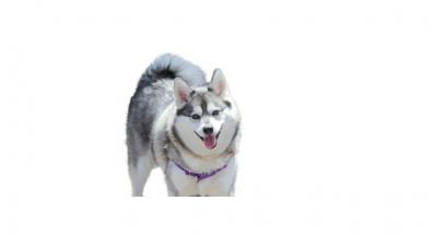 аляски клий кай