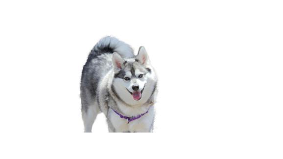 аляски клий кай