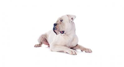 американски булдог