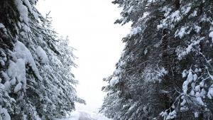 Зимна е обстановката в Северозападна България 20 сантиметра сняг натрупа