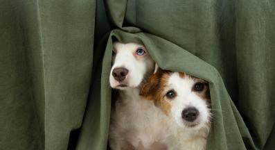 кучета зад завеса