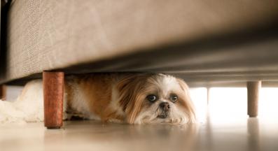 куче се крие