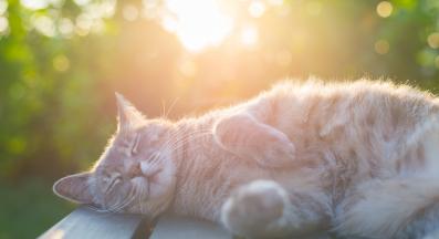 котка на слънце