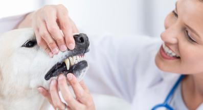 дентална хигиена