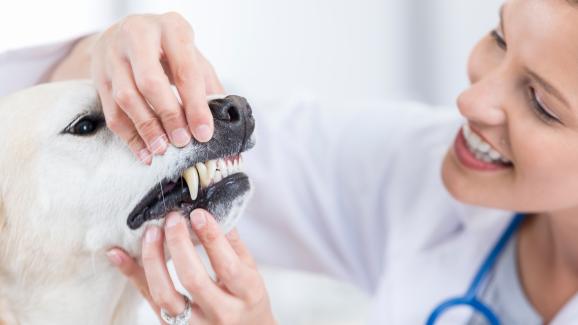 дентална хигиена