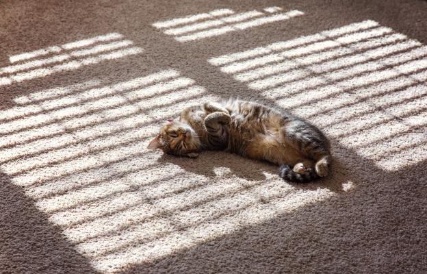 котка на пода на слънце