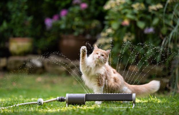 котка си играе с вода