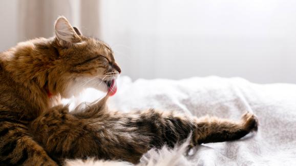 Как да се справим с космените топки при котките