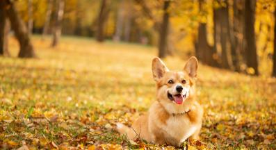 куче през есента