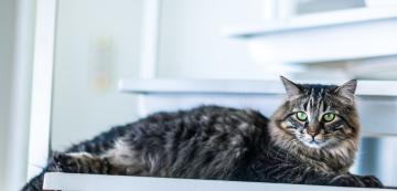 10 големи породи котки, които можете да отглеждате вкъщи
